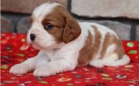 Cavalier King Charles Spaniel Puppies Photos