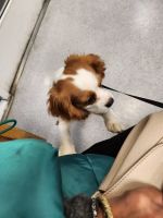 Cavalier King Charles Spaniel Puppies for sale in Fresno, California. price: $1,000