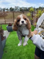 Cavalier King Charles Spaniel Puppies for sale in Melbourne, Victoria. price: $1,900