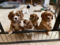 Cavalier King Charles Spaniel Puppies for sale in California Coastal Trl, San Francisco, CA 94129, USA. price: $950
