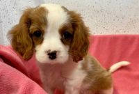 Cavalier King Charles Spaniel Puppies for sale in McGehee, Arkansas. price: $500
