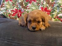 Cavalier King Charles Spaniel Puppies for sale in Sturgis, Michigan. price: $2,000