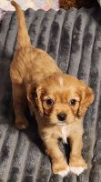 Cavalier King Charles Spaniel Puppies for sale in York, South Carolina. price: $2,000