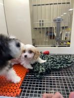 Cavalier King Charles Spaniel Puppies for sale in Hazelwood, Missouri. price: $3,000