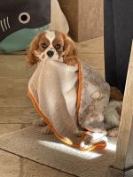 Cavalier King Charles Spaniel Puppies for sale in San Diego, California. price: $2,000