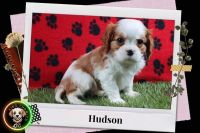 Cavalier King Charles Spaniel Puppies for sale in Arlington, Vermont. price: $950