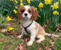 Cavalier King Charles Spaniel Puppies for sale in Winslow, Arkansas. price: $1,600