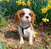Cavalier King Charles Spaniel Puppies for sale in Winslow, Arkansas. price: $1,600