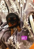 Cavalier King Charles Spaniel Puppies for sale in Wentworth, MO 64873, USA. price: $1,400