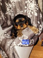 Cavalier King Charles Spaniel Puppies for sale in Wentworth, MO 64873, USA. price: $1,200