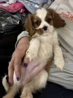 Cavalier King Charles Spaniel Puppies for sale in Longview, TX, USA. price: $2,500