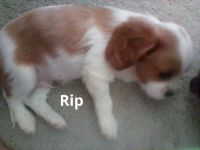 Cavalier King Charles Spaniel Puppies for sale in Muskegon, Michigan. price: $800