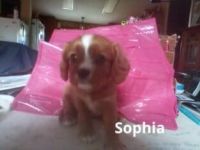 Cavalier King Charles Spaniel Puppies for sale in Muskegon, Michigan. price: $500