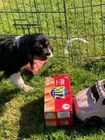 Cavalier King Charles Spaniel Puppies for sale in Jefferson, Oregon. price: $2,000