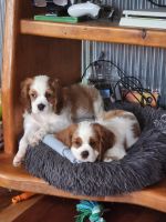 Cavalier King Charles Spaniel Puppies for sale in Hervey Bay, Queensland. price: $1,850