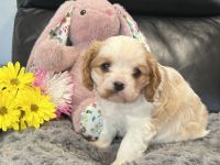 Cavalier King Charles Spaniel Puppies for sale in Eatontown, New Jersey. price: $4,500