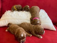 Cavalier King Charles Spaniel Puppies for sale in Melbourne, Victoria. price: $4,500