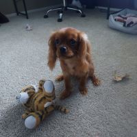 Cavalier King Charles Spaniel Puppies for sale in Tyler, Texas. price: $4,000
