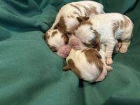 Cavalier King Charles Spaniel Puppies for sale in Oregon City, Oregon. price: $3,200