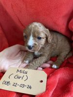Cavalier King Charles Spaniel Puppies for sale in Melbourne, Victoria. price: $45,000