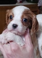 Cavalier King Charles Spaniel Puppies for sale in Malone, New York. price: $1,500