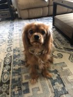Cavalier King Charles Spaniel Puppies for sale in The Dalles, Oregon. price: $1,800