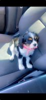 Cavalier King Charles Spaniel Puppies for sale in Chesterfield, Missouri. price: $2,500