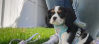 Cavalier King Charles Spaniel Puppies for sale in Union, New Jersey. price: $3,400
