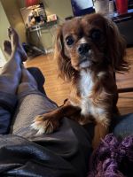 Cavalier King Charles Spaniel Puppies for sale in Columbia, South Carolina. price: $3,600