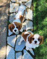 Cavalier King Charles Spaniel Puppies for sale in Redding, California. price: $2,500