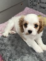Cavalier King Charles Spaniel Puppies for sale in Eatontown, New Jersey. price: $4,000