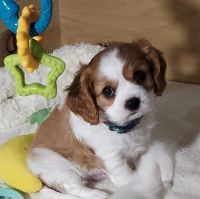 Cavalier King Charles Spaniel Puppies for sale in Valdese, North Carolina. price: $1,800