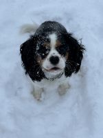 Cavalier King Charles Spaniel Puppies for sale in Airdrie, Alberta. price: NA