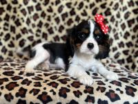 Cavalier King Charles Spaniel Puppies for sale in Lakeland, Florida. price: $1,995