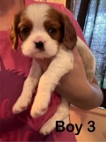 Cavalier King Charles Spaniel Puppies for sale in Pflugerville, Texas. price: $1,000