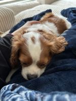 King Charles Needs a Home