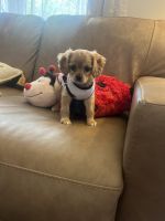 Cavalier King Charles Spaniel Puppies for sale in Charlotte, NC, USA. price: $1,190