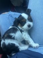 Cavalier King Charles Spaniel Puppies for sale in McAllen, TX, USA. price: $1,200