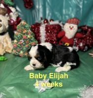 Cavalier King Charles Spaniel Puppies for sale in Broken Arrow, OK, USA. price: $2,800