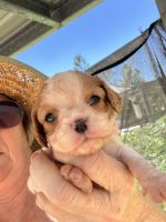 Cavalier King Charles Spaniel Puppies for sale in Ipswich QLD 4305, Australia. price: NA