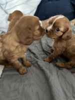 4 pure breed puppies