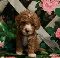 Dallas Cavapoo Puppy For Sale