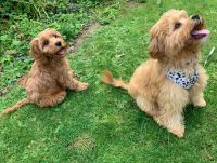 ready for home cavapoo pups