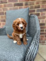 F1B cavapoo puppies