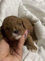 Cavapoos for sale