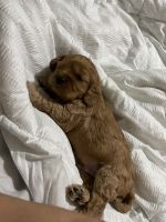 Cavapoos for sale