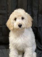 Male cavapoo’s