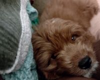 CAVAPOO_MALE PUPPY