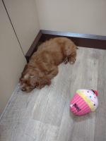 CAVAPOO_MALE PUPPY