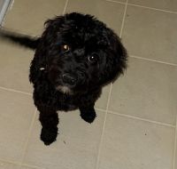 Aekho 7 Months Dark Brown